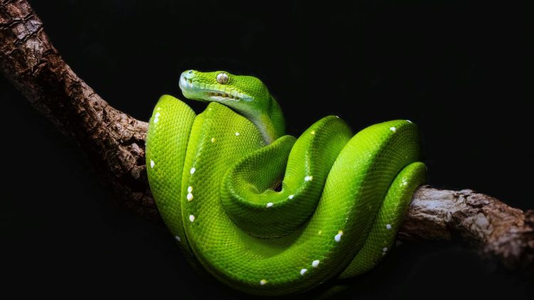 Ular Lompat dari Pohon ke Pohon, Reptil Cerdas yang Tak Hanya Merayap