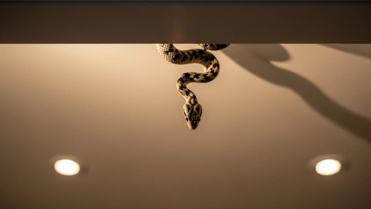 Arti Mimpi Kejatuhan Ular: Pertanda Psikologis, Peringatan, atau Simbol Transformasi