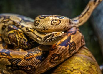 7 Cara Efektif Mencegah Ular Sanca Masuk Rumah Saat Musim Bertelur