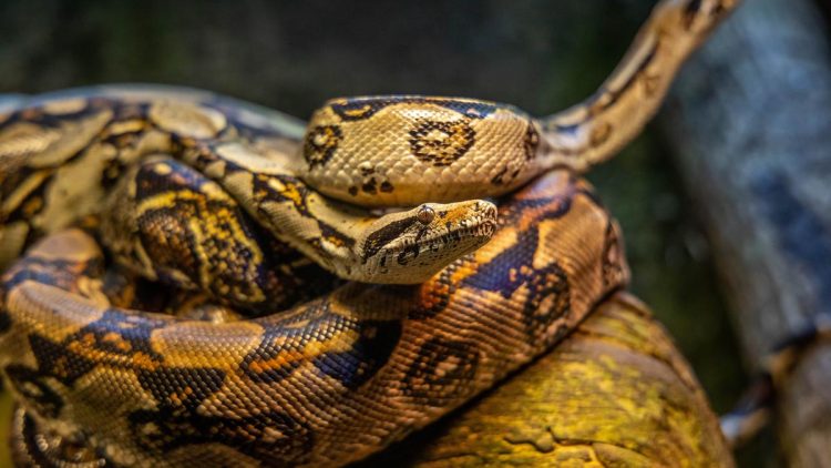 7 Cara Efektif Mencegah Ular Sanca Masuk Rumah Saat Musim Bertelur