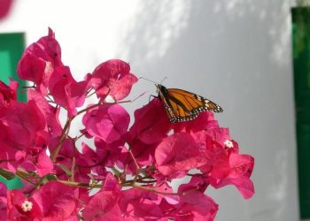 7 Tanaman Bunga Mekar Sepanjang Tahun untuk Teras Rumah