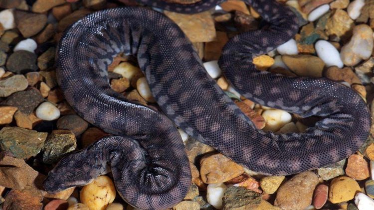 Penemuan Spesies Ular Kuno yang Aneh di Inggris dan Potongan Sejarah Terabaikan