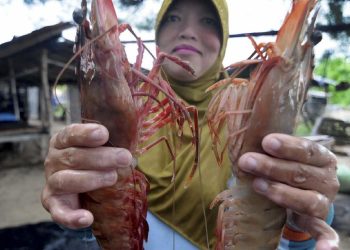 Kepala Udang Bisa Dimakan dan Manfaat serta Risikonya