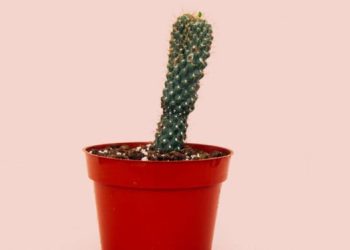 Nyeri dan Pembengkakan pada Organ Intim Pria Perlu Diwaspadai dan Tidak Diabaikan