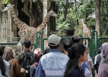 Libur Sekolah ke Kebun Binatang Panduan Wisata ke Ragunan