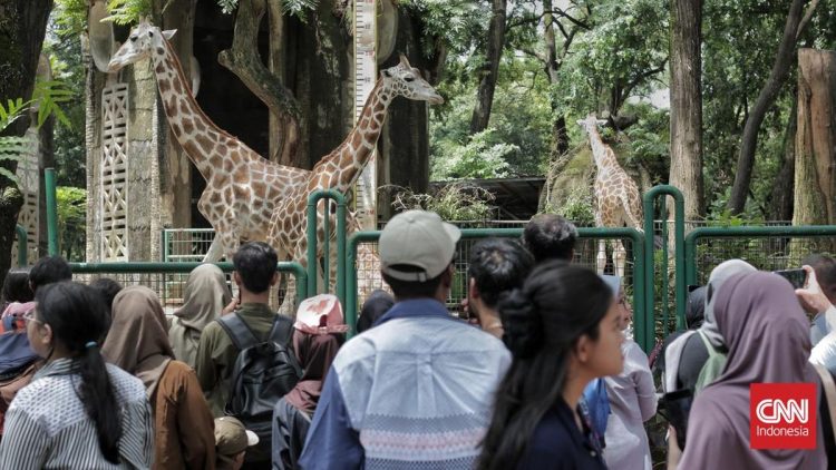 Libur Sekolah ke Kebun Binatang Panduan Wisata ke Ragunan