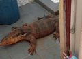 10 Cara Aman Mengusir Biawak di Rumah Saat Musim Hujan