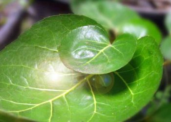 8 Manfaat Daun Mangkokan untuk Kesehatan dan Kecantikan sebagai Obat Alternatif