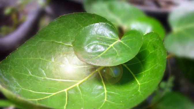 8 Manfaat Daun Mangkokan untuk Kesehatan dan Kecantikan sebagai Obat Alternatif