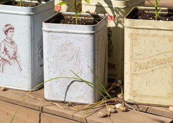 Ide Kebun Cabai di Kaleng Biskuit Bekas Gaya Rustic untuk Hasil Panen Melimpah