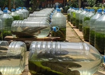 Ternak Ikan Gabus di Galon Modal Kecil Untung Besar untuk Pemula
