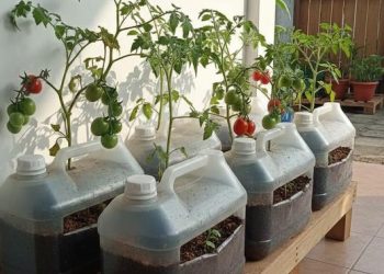 8 Ide Kebun Tomat Sederhana di Teras Menggunakan Wadah Bekas untuk Hemat Pangan