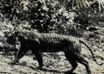 Muncul Kembali atau Tersembunyi di Alam?