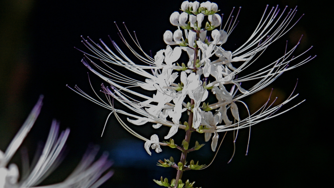 6 Manfaat Tanaman Kumis Kucing yang Sering Dianggap Gulma dan Khasiatnya untuk Kesehatan