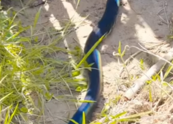 Penampakan Ular Biru di Papua Pesona Alam yang Menawan dan Menakjubkan