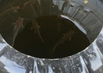 Membuat Kolam Ternak Lele dari Galon Bekas yang Mudah untuk Pemula