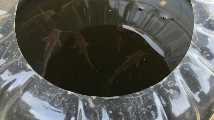 Membuat Kolam Ternak Lele dari Galon Bekas yang Mudah untuk Pemula