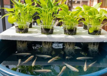 Ternak Ikan Nila di Ember Solusi Praktis dan Menguntungkan untuk Warga Kota