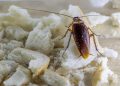 7 Cara Aman Mengusir Kecoa yang Masuk ke Rumah Tanpa Diinjak