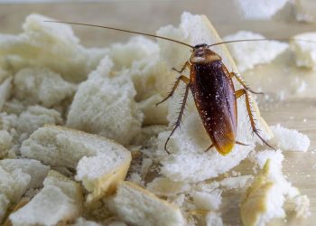 7 Cara Aman Mengusir Kecoa yang Masuk ke Rumah Tanpa Diinjak