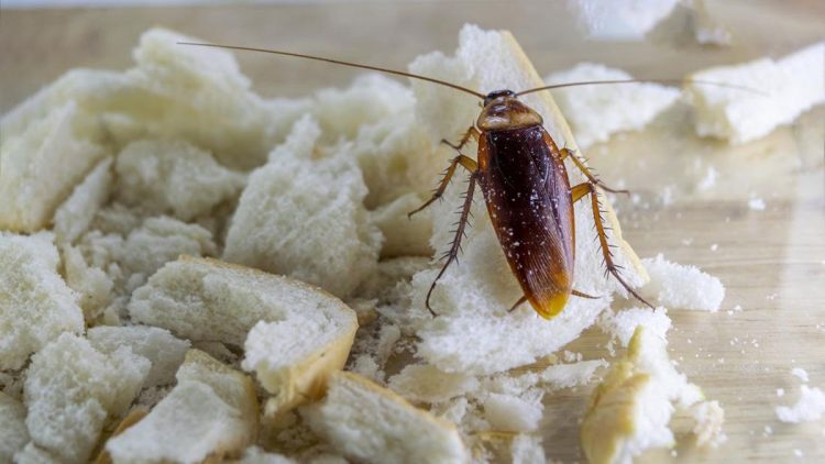 7 Cara Aman Mengusir Kecoa yang Masuk ke Rumah Tanpa Diinjak