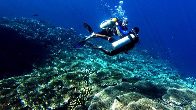 Keindahan Alam Bawah Laut di Gorontalo