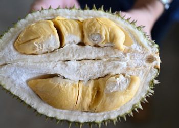 7 Jenis Makanan yang Tidak Baik Dikonsumsi Bersama Durian