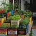 9 Desain Kebun Sayur Kaleng Biskuit Bekas, Solusi Kreatif untuk Lahan Sempit