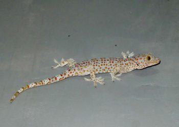 Mengusir Cicak dengan Daun Dapur yang Jarang Diketahui dan Dijamin Ampuh