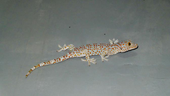 Mengusir Cicak dengan Daun Dapur yang Jarang Diketahui dan Dijamin Ampuh