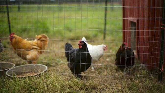 5 Rahasia Kandang Ayam Bebas Bau untuk Ternak di Rumah yang Praktis