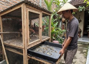 9 Desain Kandang Ayam Kolong dengan Tray Tarik yang Bersih dan Mudah Dirawat