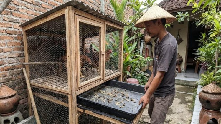 9 Desain Kandang Ayam Kolong dengan Tray Tarik yang Bersih dan Mudah Dirawat